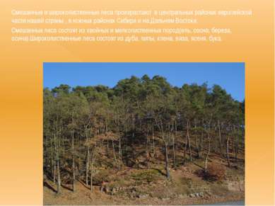 Смешанные и широколиственные леса произрастают в центральных районах европейс...