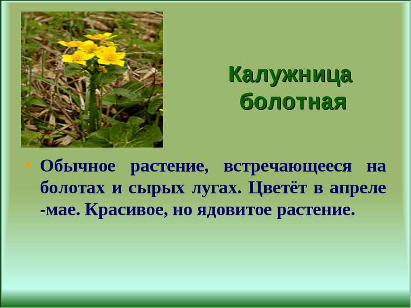 Калужница болотная Обычное растение, встречающееся на болотах и сырых лугах. ...