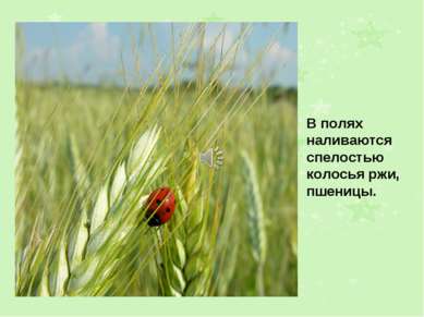 В полях наливаются спелостью колосья ржи, пшеницы.