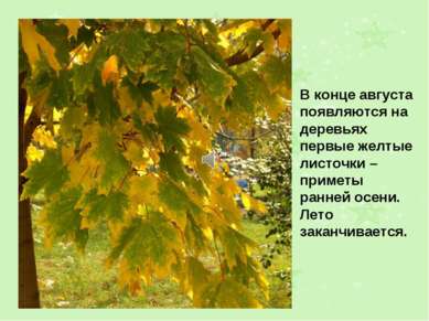 В конце августа появляются на деревьях первые желтые листочки – приметы ранне...
