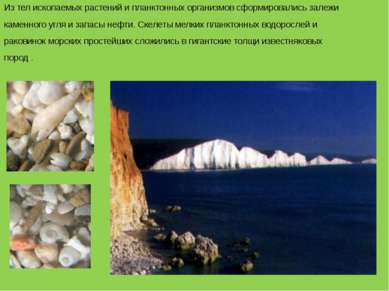 Из тел ископаемых растений и планктонных организмов сформировались залежи кам...