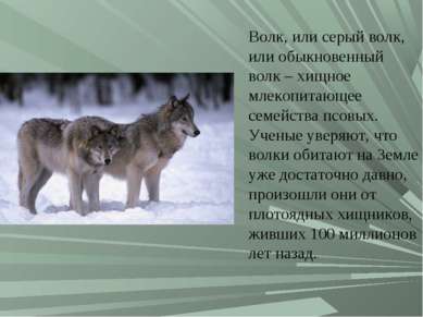 Волк, или серый волк, или обыкновенный волк – хищное млекопитающее семейства ...