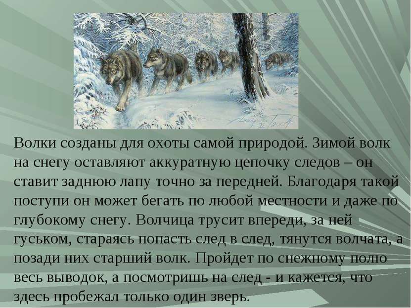 Волки созданы для охоты самой природой. Зимой волк на снегу оставляют аккурат...