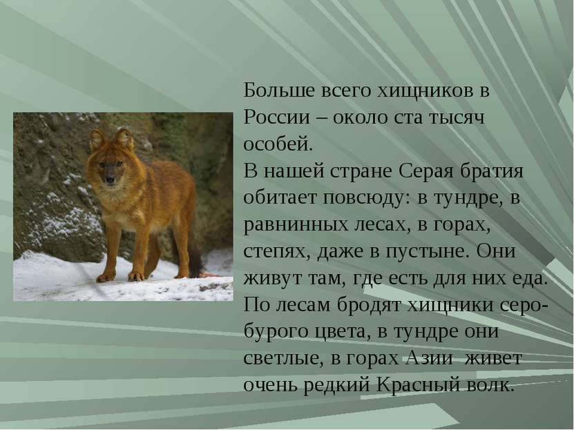 Больше всего хищников в России – около ста тысяч особей. В нашей стране Серая...