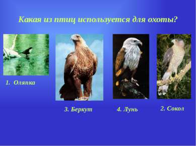 Какая из птиц используется для охоты? 1. Оляпка 2. Сокол 4. Лунь 3. Беркут