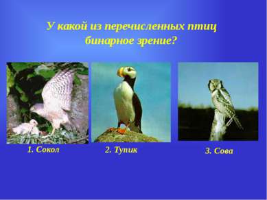 У какой из перечисленных птиц бинарное зрение? 1. Сокол 2. Тупик 3. Сова