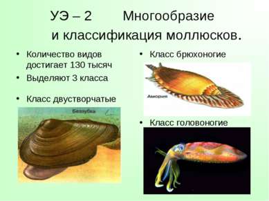УЭ – 2 Многообразие и классификация моллюсков. Количество видов достигает 130...