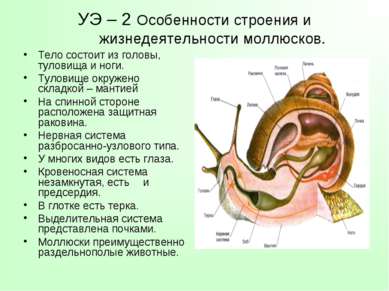 УЭ – 2 Особенности строения и жизнедеятельности моллюсков. Тело состоит из го...