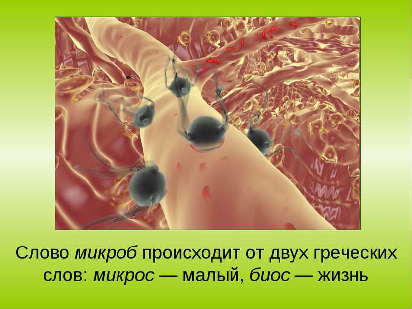 Слово микроб происходит от двух греческих слов: микрос — малый, биос — жизнь