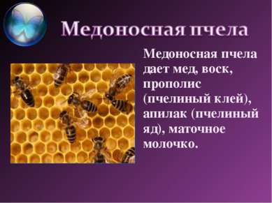 Медоносная пчела дает мед, воск, прополис (пчелиный клей), апилак (пчелиный я...