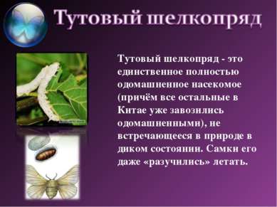 Тутовый шелкопряд - это единственное полностью одомашненное насекомое (причём...