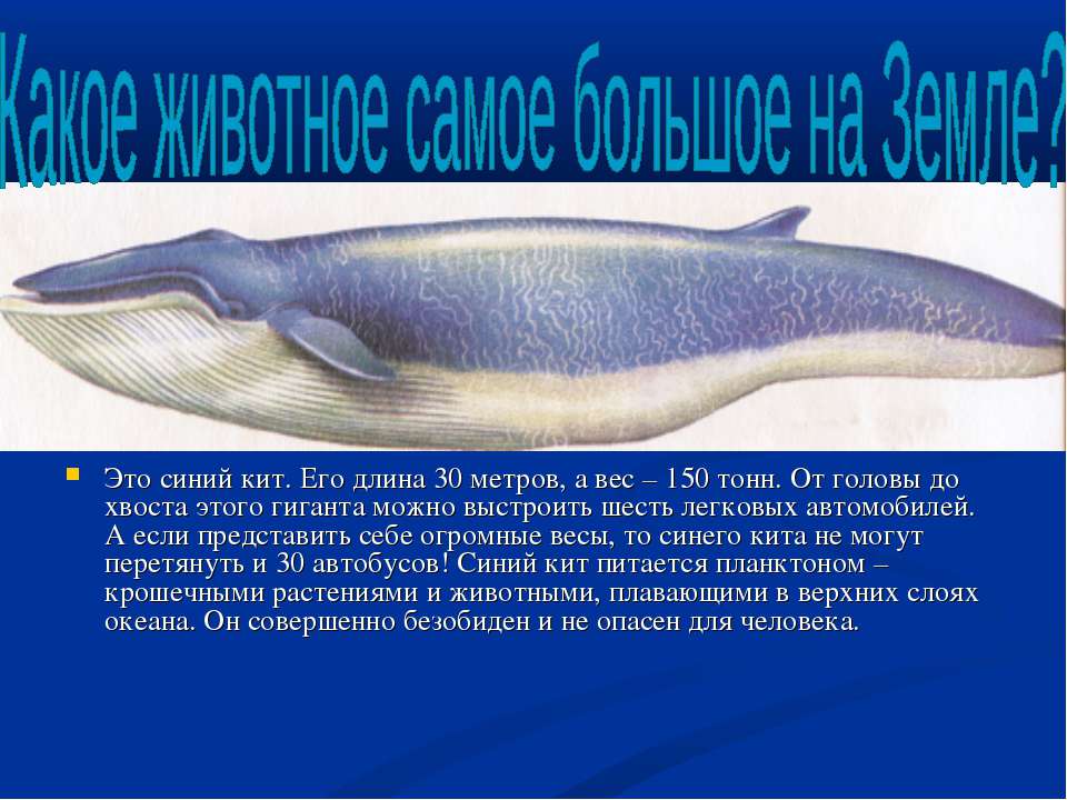 Физиологические признаки синего кита. Синий кит презентация. Голубой кит презентация. Информация о ките. Голубой кит информация.