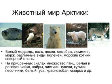 Животный мир Арктики: Белый медведь, волк, песец, овцебык, лемминг, морж, раз...