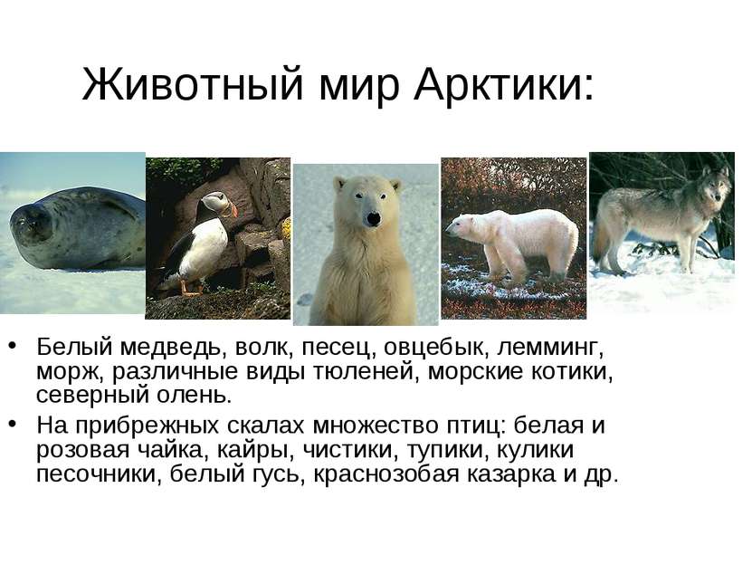 Животный мир Арктики: Белый медведь, волк, песец, овцебык, лемминг, морж, раз...