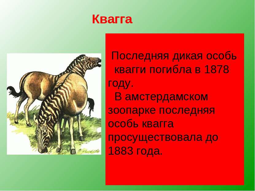 Квагга, обитавшая на юге Африки, была удивительным парнокопытным. Спереди она...