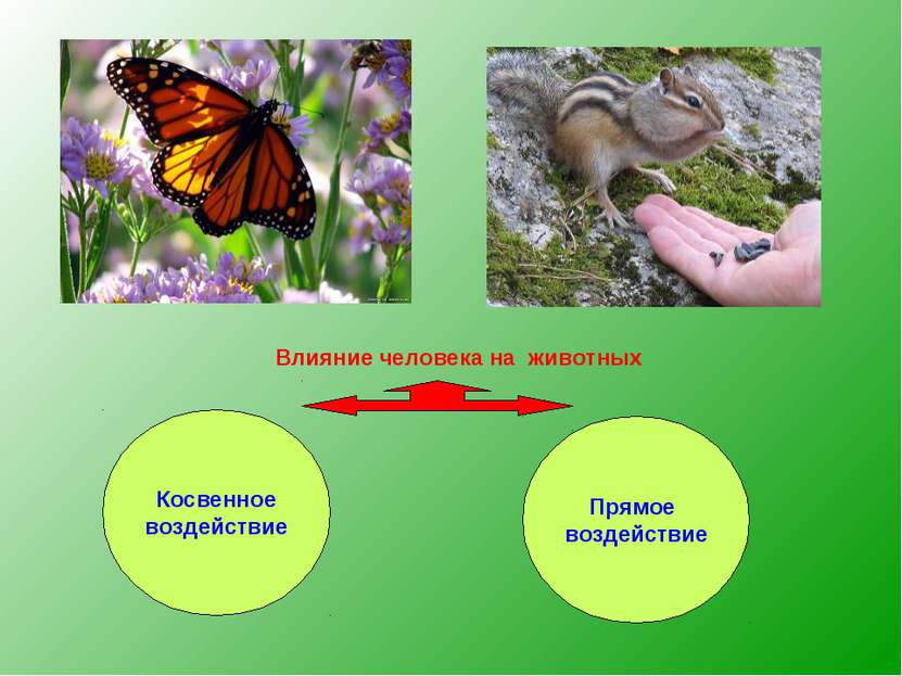 Влияние человека на животных Косвенное воздействие Прямое воздействие