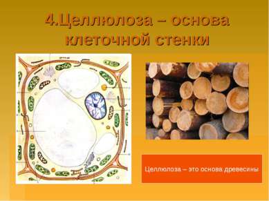 4.Целлюлоза – основа клеточной стенки Целлюлоза – это основа древесины