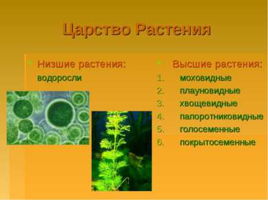Царство Растения Низшие растения: водоросли Высшие растения: моховидные плаун...