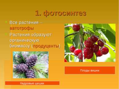 1. фотосинтез Все растения – автотрофы Растения образуют органическую биомасс...