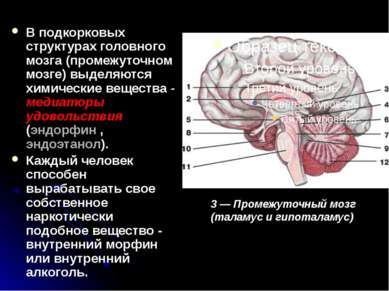 В подкорковых структурах головного мозга (промежуточном мозге) выделяются хим...