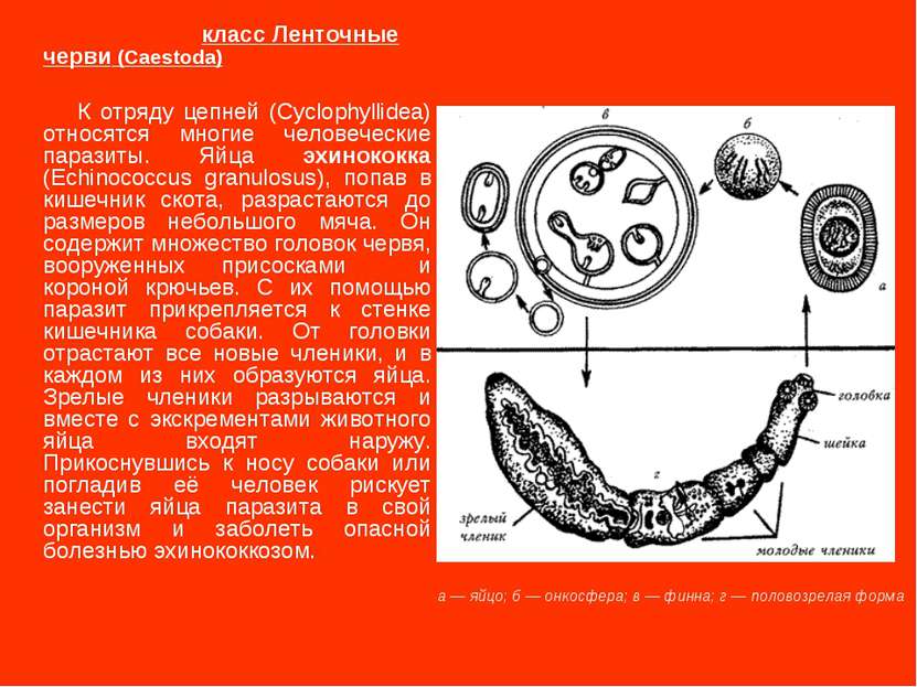 класс Ленточные черви (Caestoda) К отряду цепней (Cyclophyllidea) относятся м...