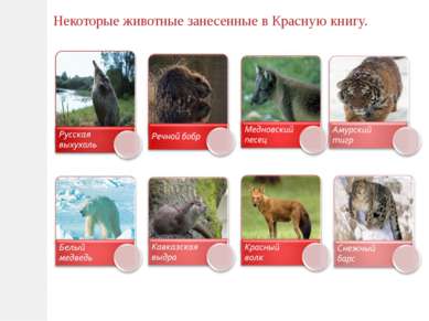Некоторые животные занесенные в Красную книгу.
