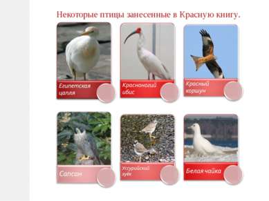 Некоторые птицы занесенные в Красную книгу.