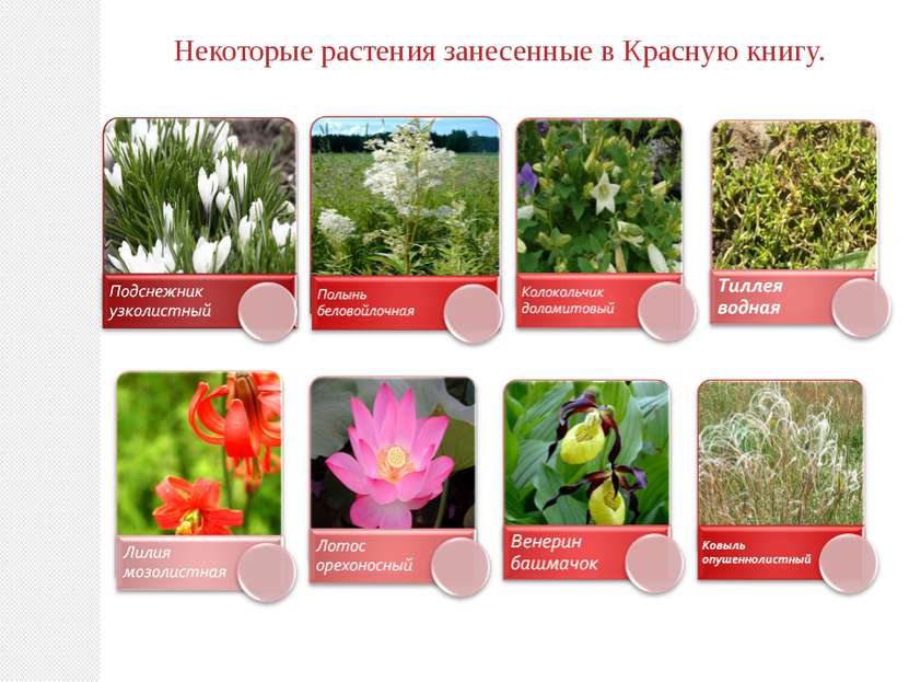 Некоторые растения занесенные в Красную книгу.