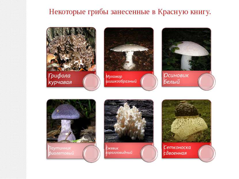 Некоторые грибы занесенные в Красную книгу.
