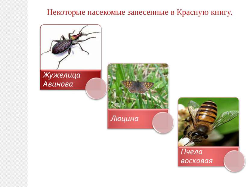 Некоторые насекомые занесенные в Красную книгу.