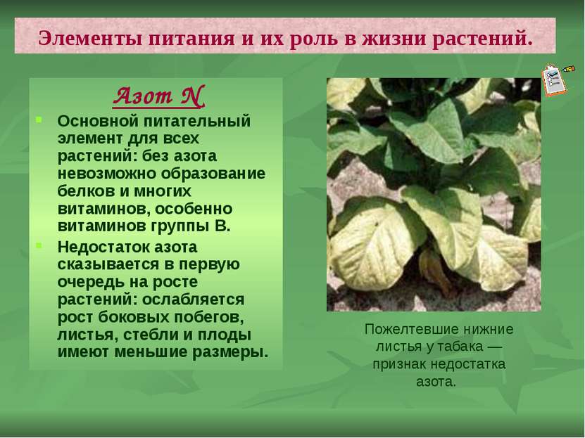 Элементы питания и их роль в жизни растений. Азот N Основной питательный элем...