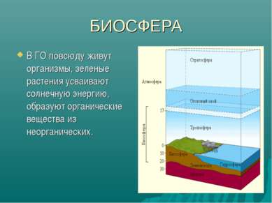 БИОСФЕРА В ГО повсюду живут организмы, зеленые растения усваивают солнечную э...