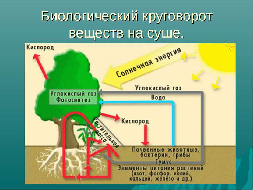 Биологический круговорот веществ на суше.