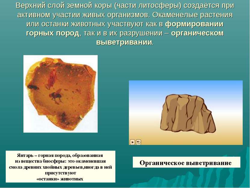 Верхний слой земной коры (части литосферы) создаётся при активном участии жив...