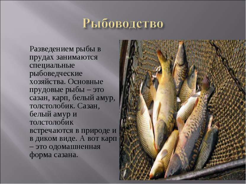 Разведением рыбы в прудах занимаются специальные рыбоведческие хозяйства. Осн...