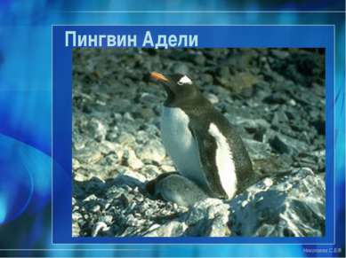 Пингвин Адели Николаева С.Б.®