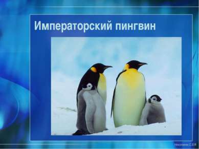 Императорский пингвин Николаева С.Б.®