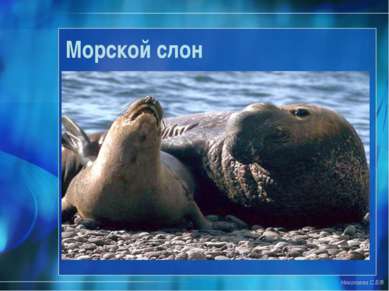 Морской слон Николаева С.Б.®
