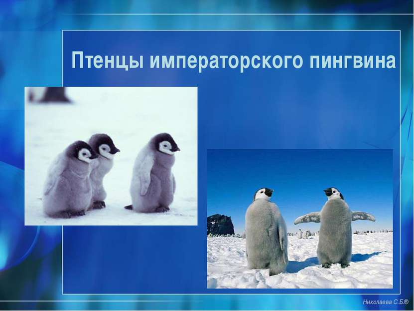 Птенцы императорского пингвина Николаева С.Б.®