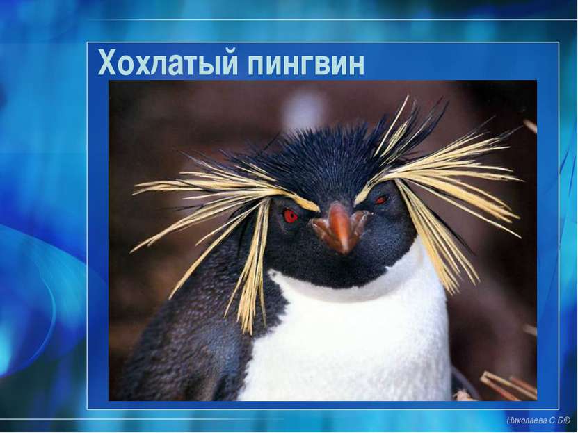 Николаева С.Б.® Хохлатый пингвин