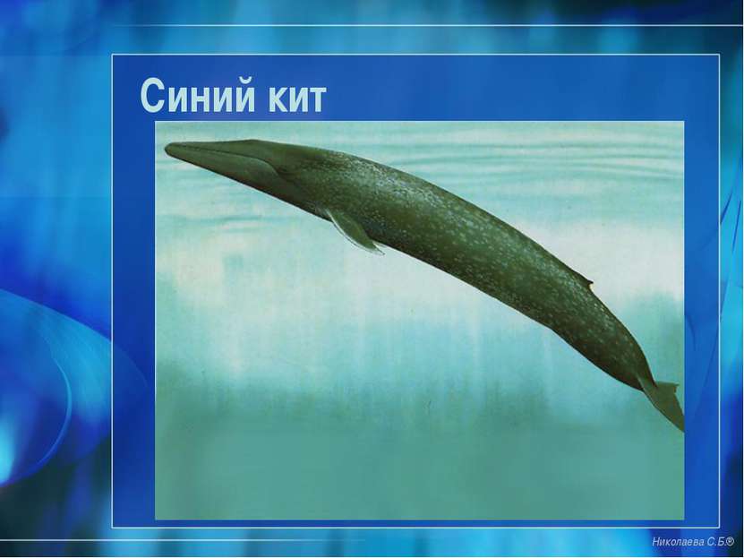 Синий кит Николаева С.Б.®