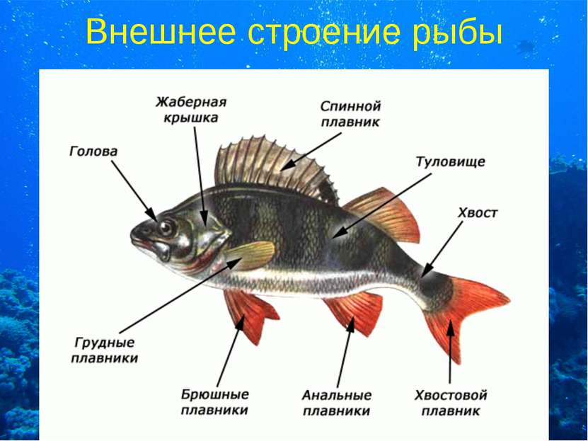 Внешнее строение рыбы