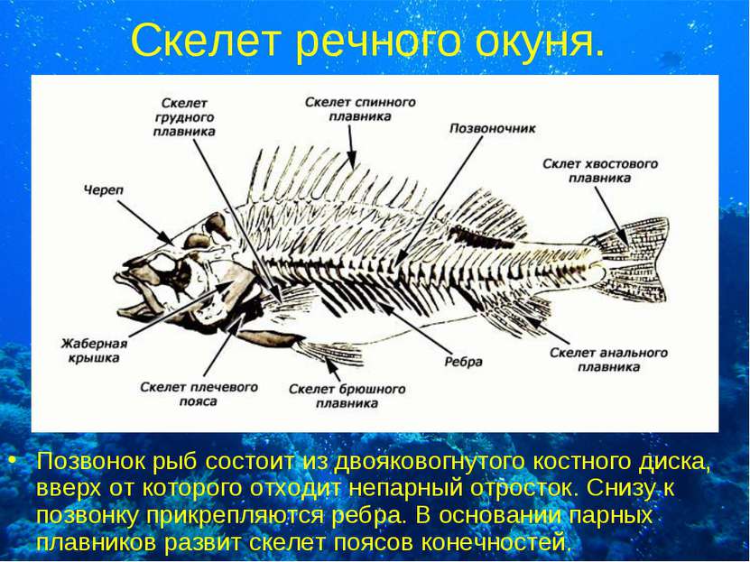 Скелет речного окуня. Позвонок рыб состоит из двояковогнутого костного диска,...