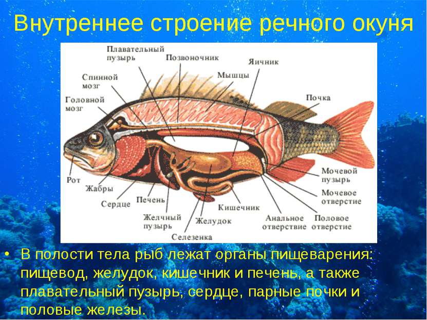 Внутреннее строение речного окуня В полости тела рыб лежат органы пищеварения...