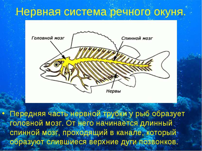 Нервная система речного окуня. Передняя часть нервной трубки у рыб образует г...