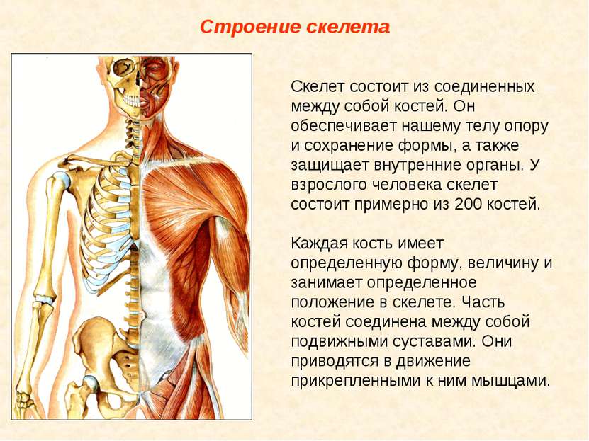 Строение скелета Скелет состоит из соединенных между собой костей. Он обеспеч...