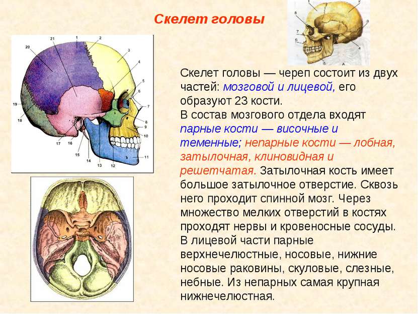 Скелет головы Скелет головы — череп состоит из двух частей: мозговой и лицево...