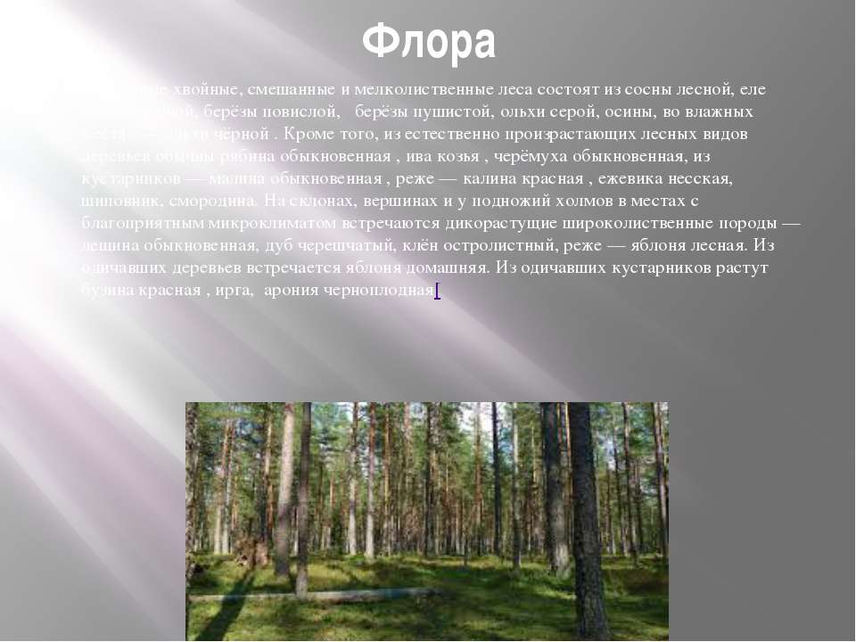 Хвойный лес состоит из. .Хвойные леса и мелколиственные леса. Мелколиственные леса России. Мелколиственный лес, еловый лес, смешанный. Мелколиственные леса характеристика.