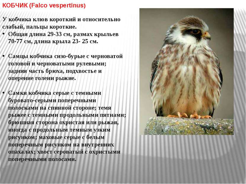 КОБЧИК (Falco vespertinus) У кобчика клюв короткий и относительно слабый, пал...