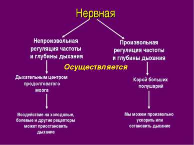 Нервная Непроизвольная регуляция частоты и глубины дыхания Произвольная регул...